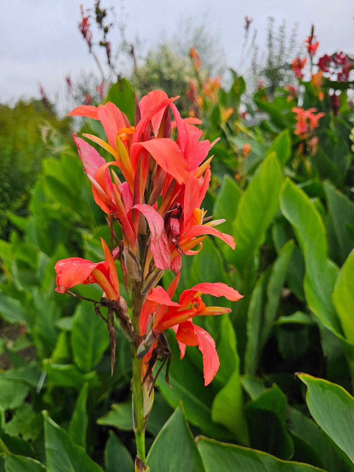 bloeiende canna (3 soorten), Ophalen, Volle zon, Knol