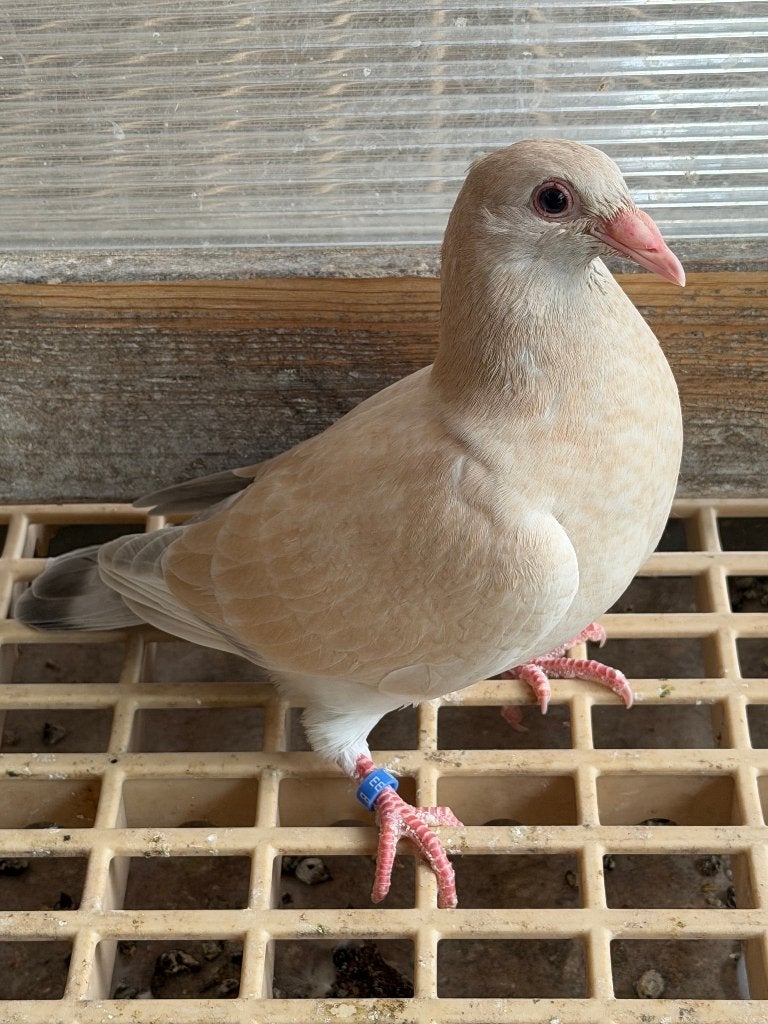 kleurpostduiven, postduiven, Dieren en Toebehoren, Vogels | Duiven, Postduif, Mannelijk