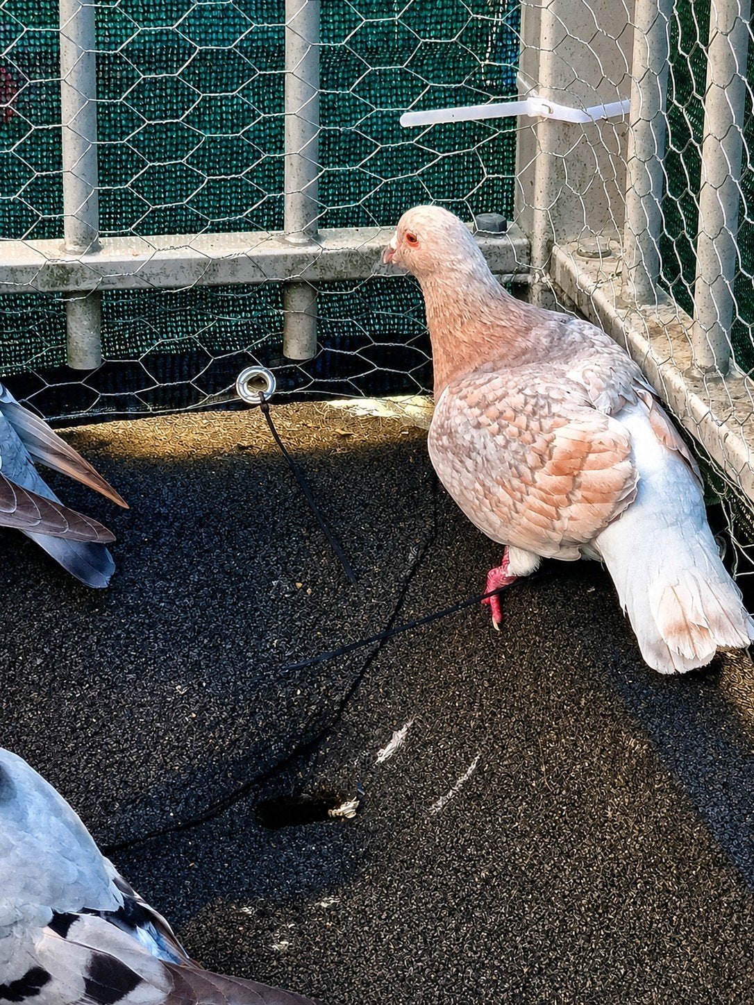 Dit duivenhok bevindt zich in Westerwood; iedereen die dat w, Meerdere dieren