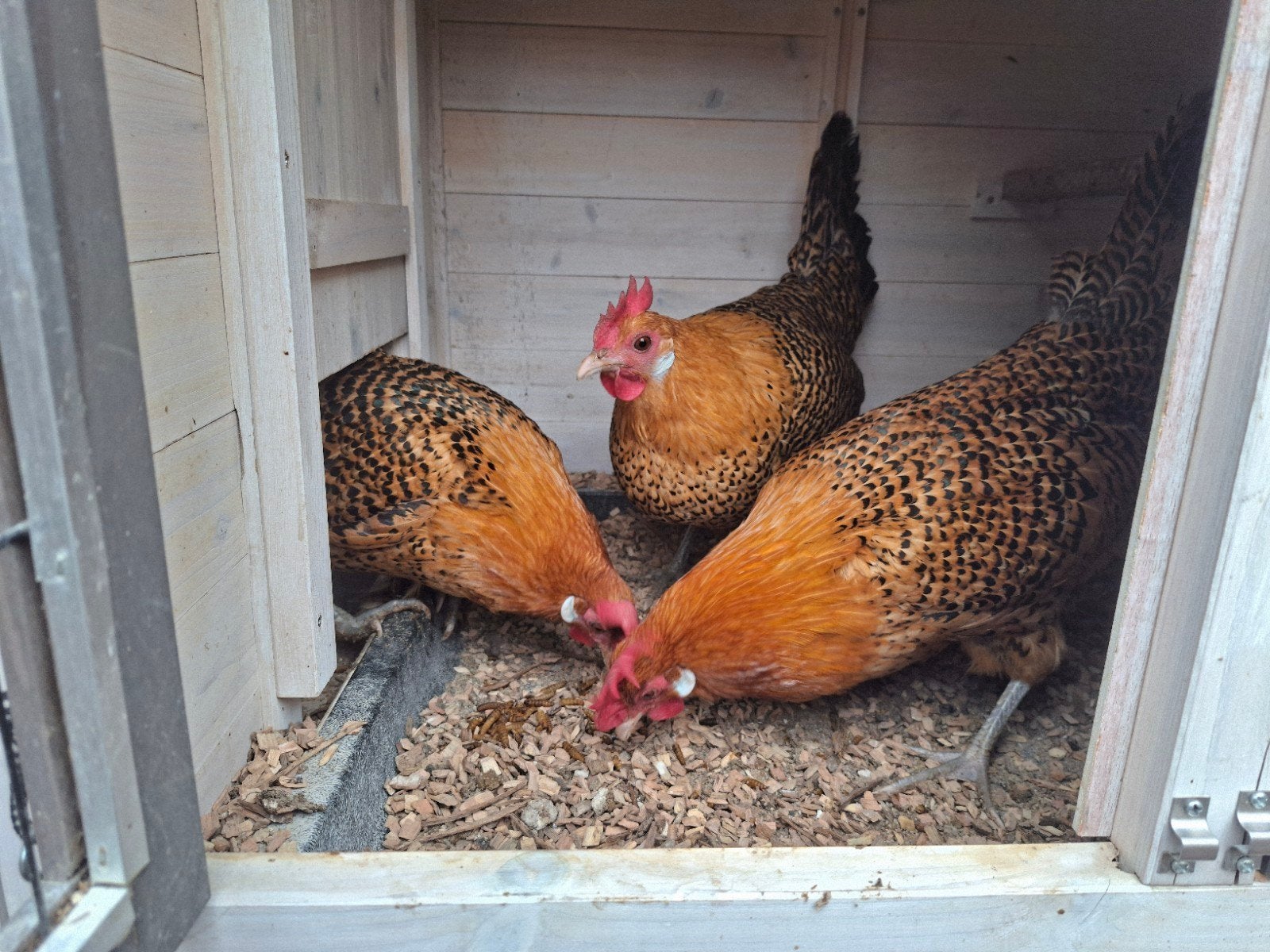 3 Goudpel kippen, Dieren en Toebehoren, Pluimvee, Vrouwelijk, Kip