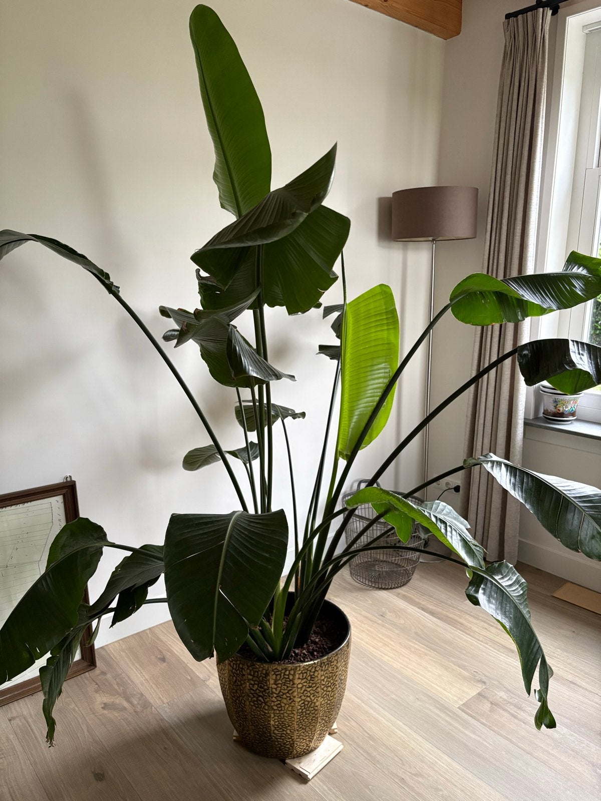 Strelitzia Nicolai (T.E.A.B), Ophalen, 200 cm of meer, Overige soorten, In pot