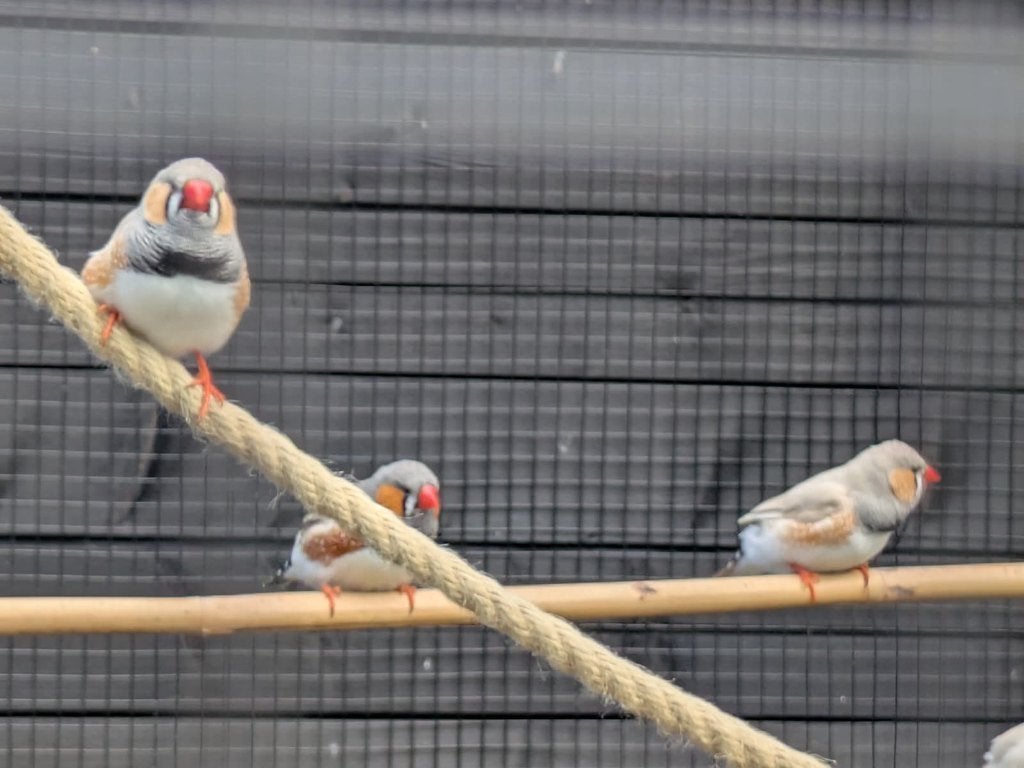 3 zebravinken man wildkleur 2026 ongeringd, Dieren en Toebehoren, Vogels | Overige Vogels, Mannelijk, Tropenvogel