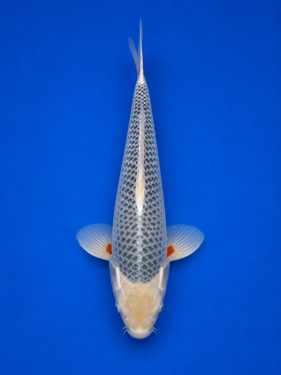 Jumbo Tosai Asagi, Karper of Koi