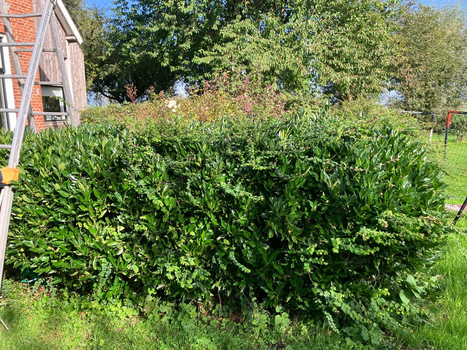 Laurierstruiken - Ideaal voor haag of solitaire struik, Ophalen, Laurier, 100 tot 250 cm