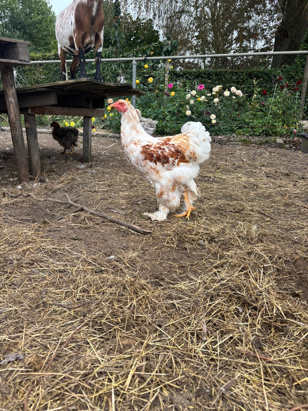 2 brahma lemon pyle hanen, Dieren en Toebehoren, Mannelijk, Kip