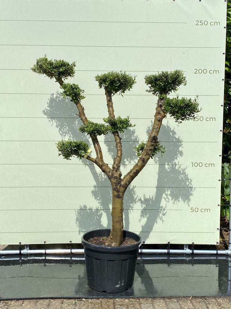 Olijfboom Pon-Pon - Olea Europea - stamomvang 30-40 cm, Ophalen of Verzenden, 100 tot 250 cm, Olijfboom, Zomer