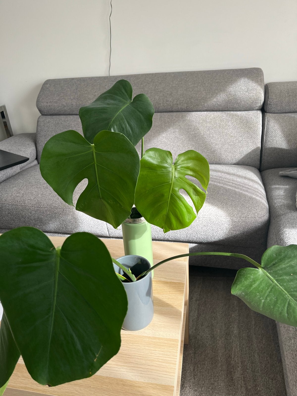 Monstera Deliciosa stekjes met wortels, Vaste plant, Bloeit niet, Halfschaduw, Ophalen