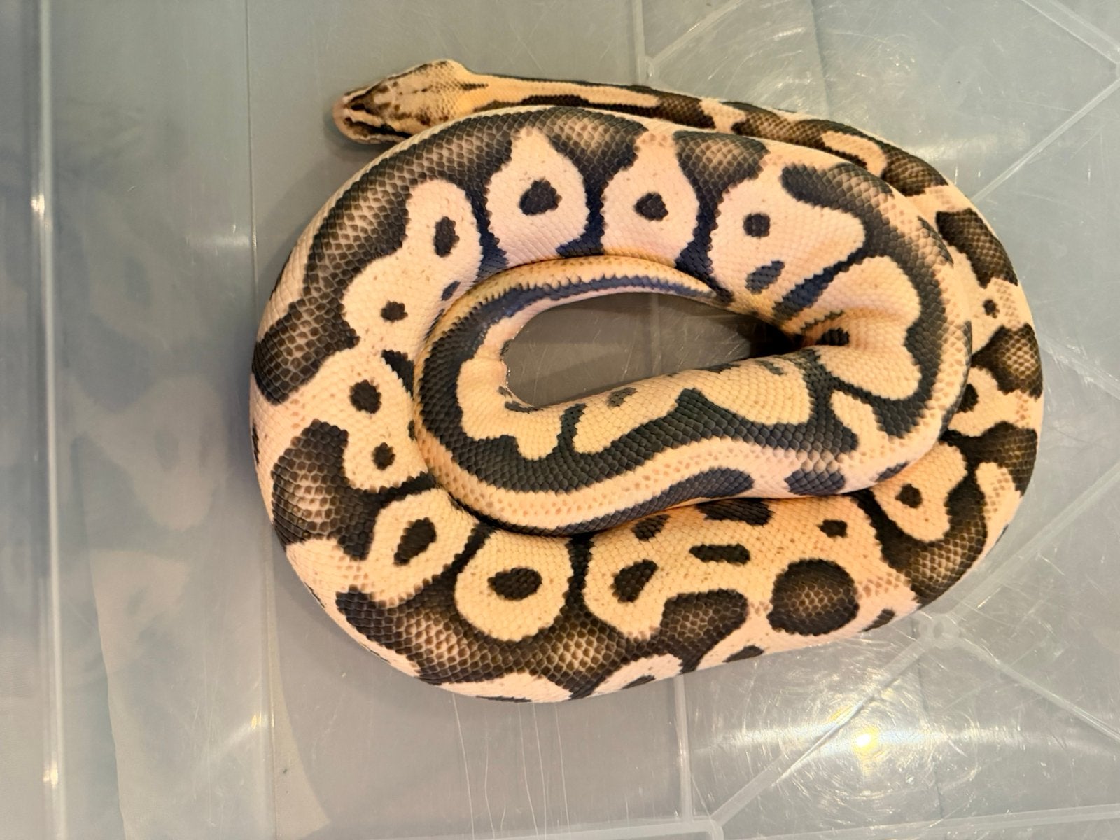 Mooie koningspython 1.0 Ball Python photo 2