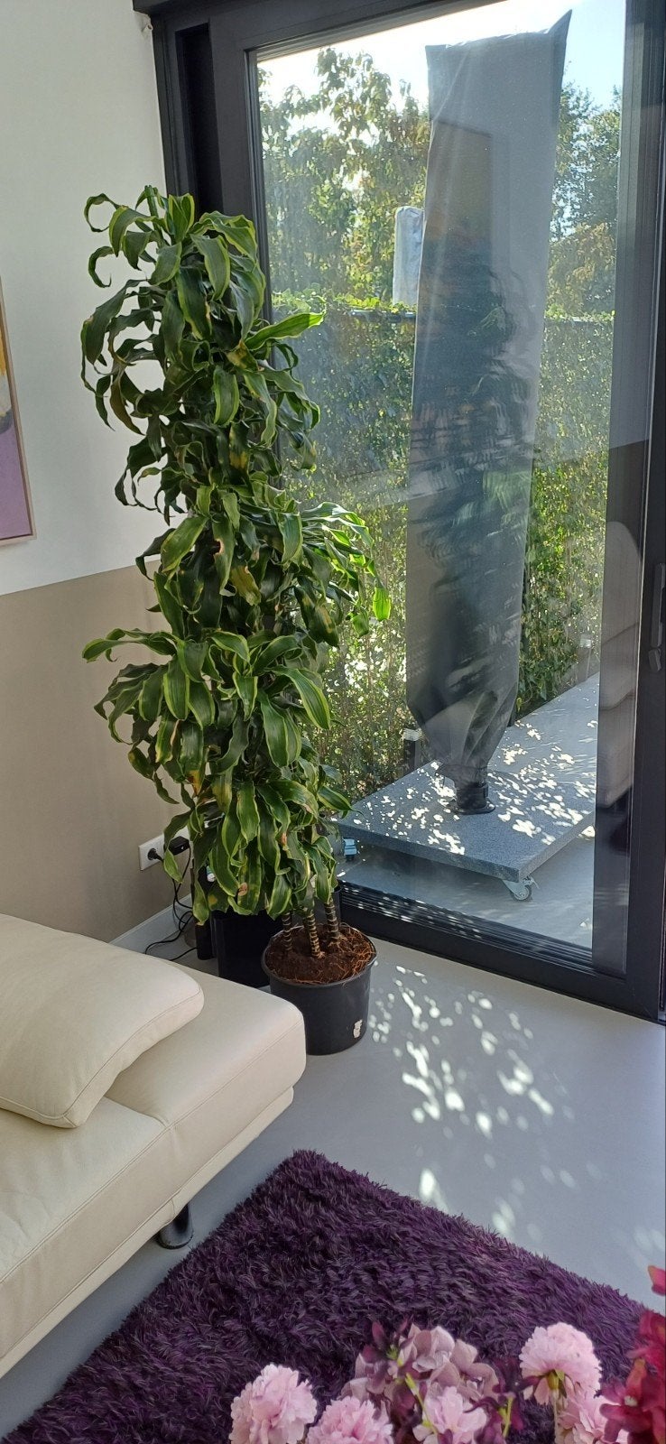 Grote Dracaena Kamerplant - ca. 2 meter hoog, Ophalen, Halfschaduw
