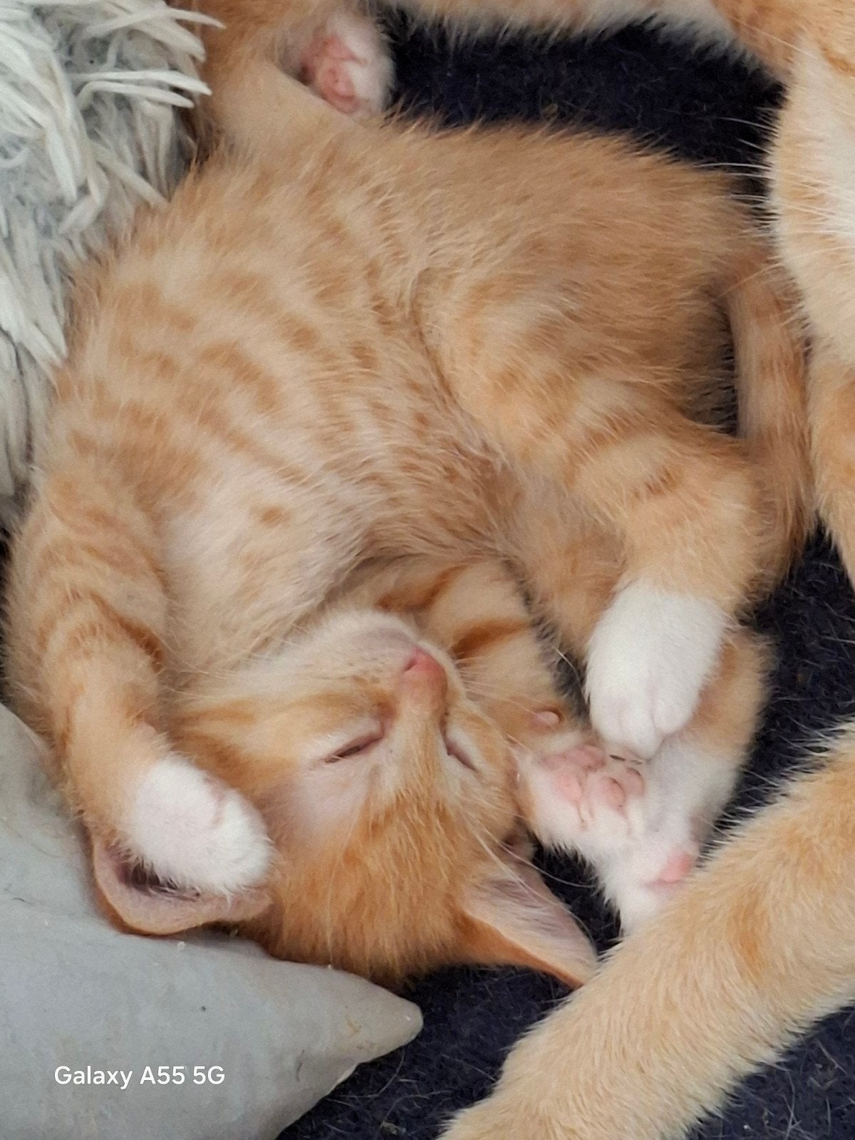 Met Spoed, Gezocht gouden mandjes voor 2 kittens en hun Neef, Meerdere dieren, 0 tot 2 jaar