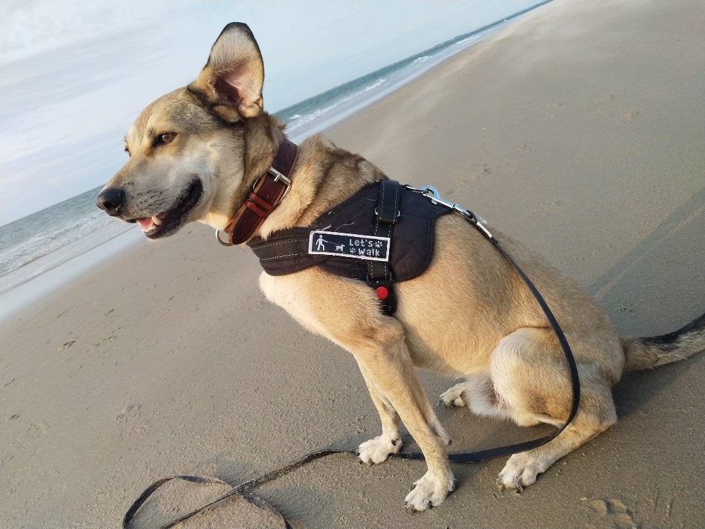 Baasje gezocht, 6 jaar of ouder, Reu, Eén hond, Middel