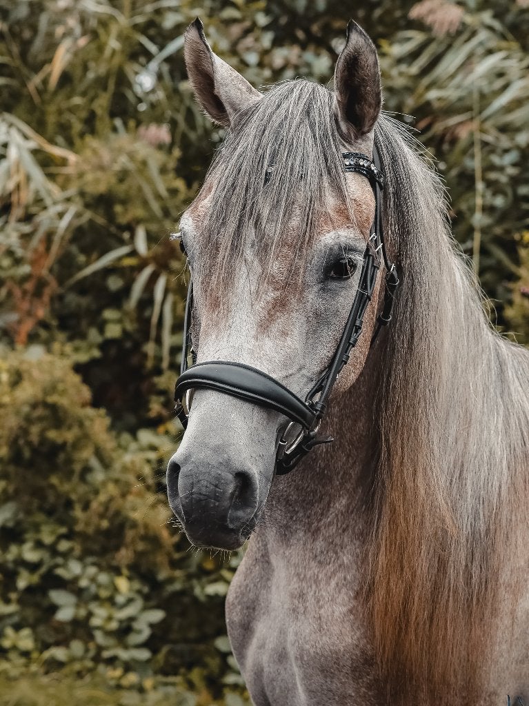 Super lieve 2,5 jarige Arabische volbloed e-pony, Dieren en Toebehoren, E pony (1.48m - 1.57m), Met stamboom, Ruin, Zadelmak