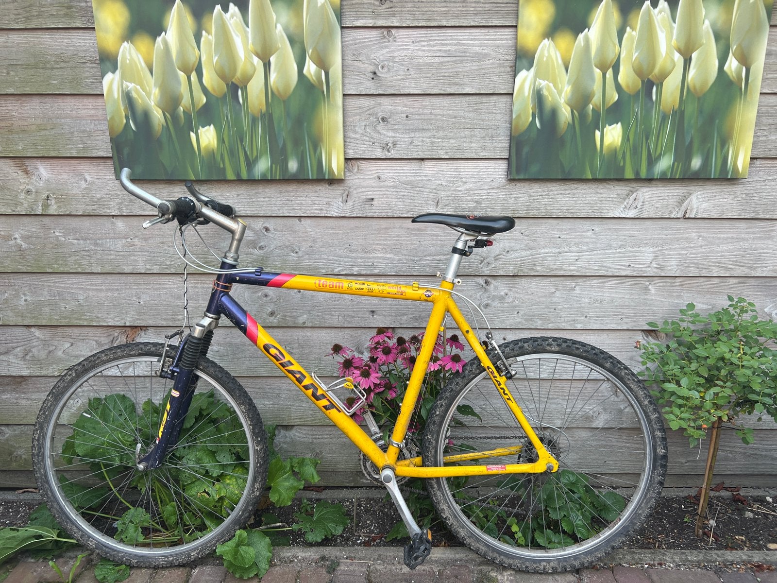 Giant Team Terrago Mountainbike - Geel/Paars, Fietsen en Brommers, Gebruikt, Hardtail, Heren, Schijfrem