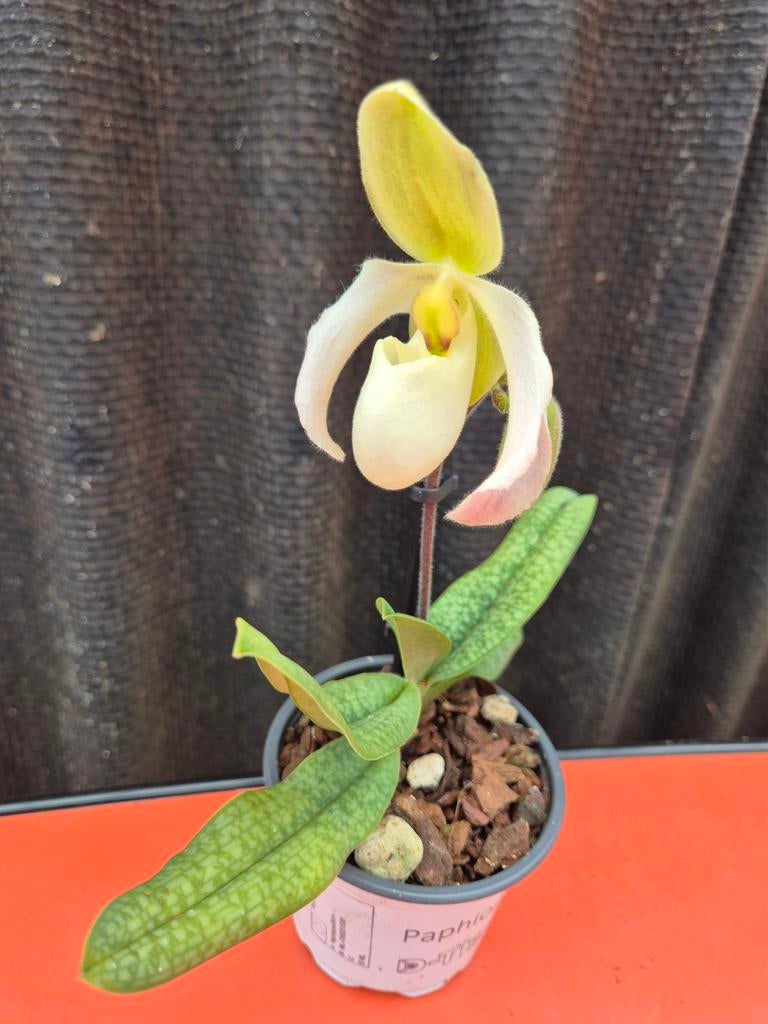 Orchidee Paphiopedilum p9 (B)