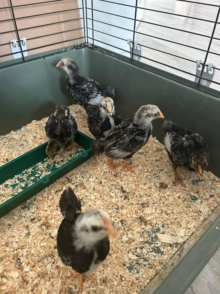 Barnevelder Kriel Haan Zilver Dubbel Gezoomd (kuikens), Dieren en Toebehoren, Mannelijk, Kip