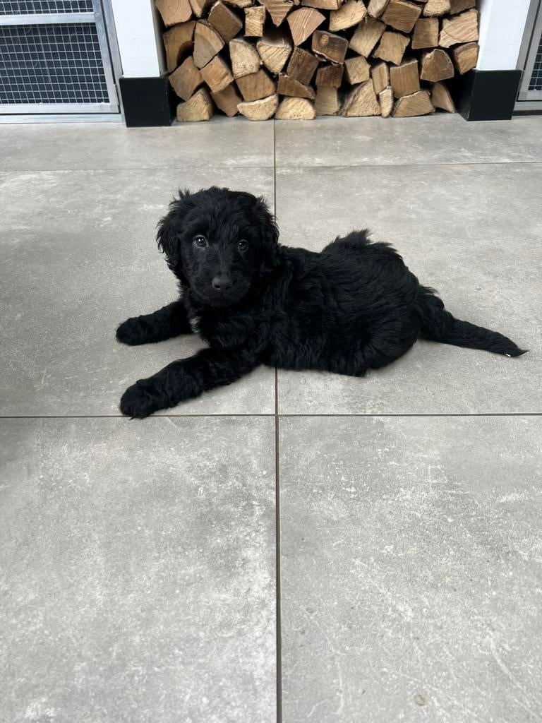Doodle pups, mogen 13 mei verhuizen!!, Dieren en Toebehoren, Honden | Retrievers, Spaniëls en Waterhonden, Meerdere dieren, Overige rassen