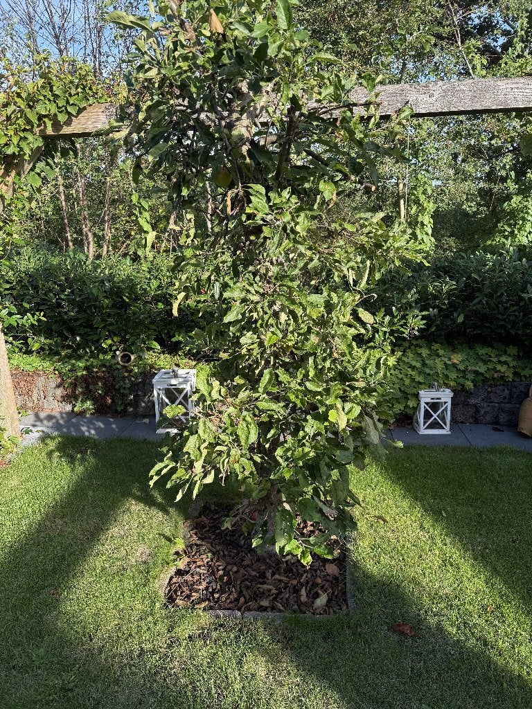 Mooie appelboom, Ophalen, Gebruikt