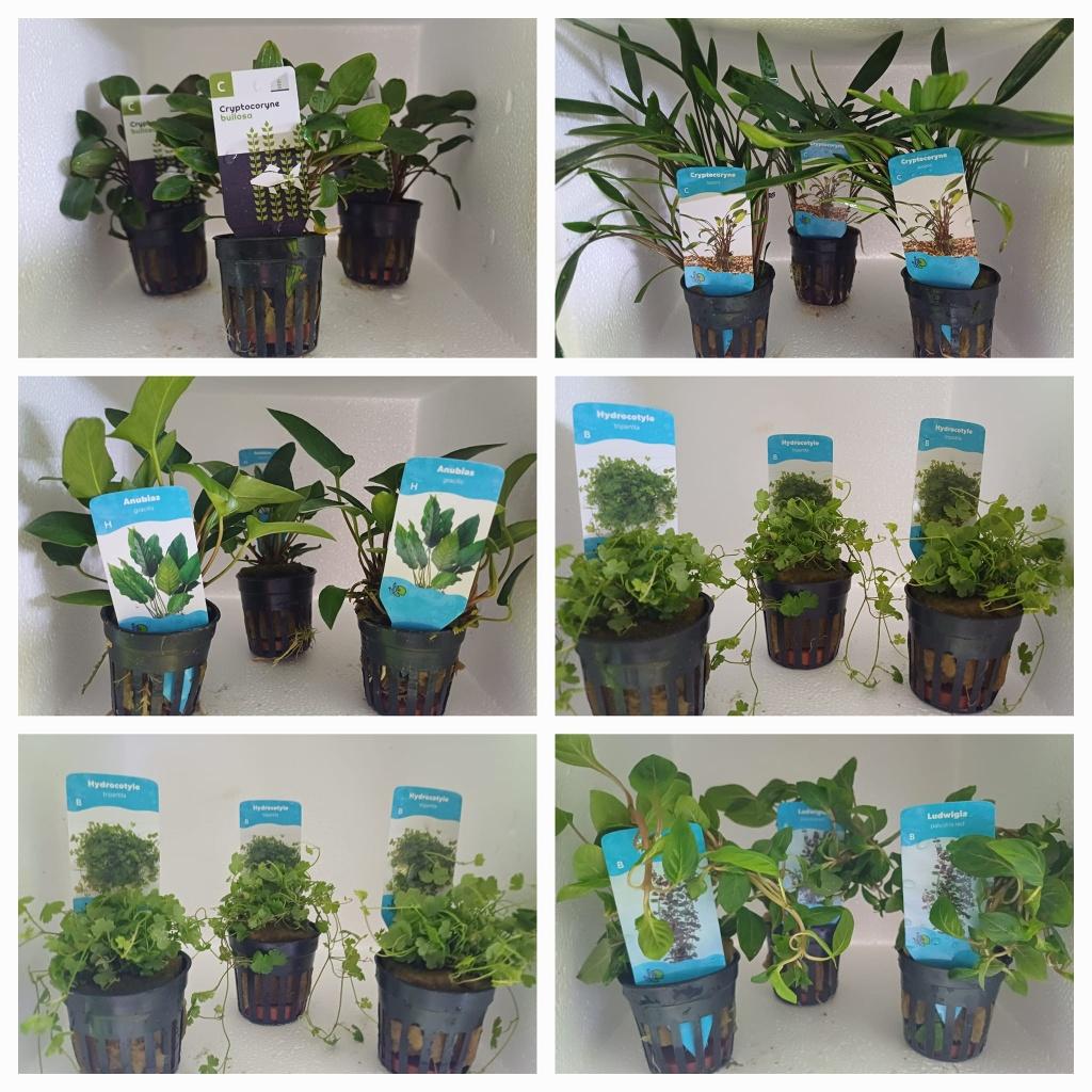Hobbyaquarium planten gehele assortiment uitzoeken aktie, Vis