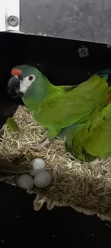 Ara maracana, Dieren en Toebehoren, Vogels | Parkieten en Papegaaien, Papegaai, Geslacht onbekend, Tam
