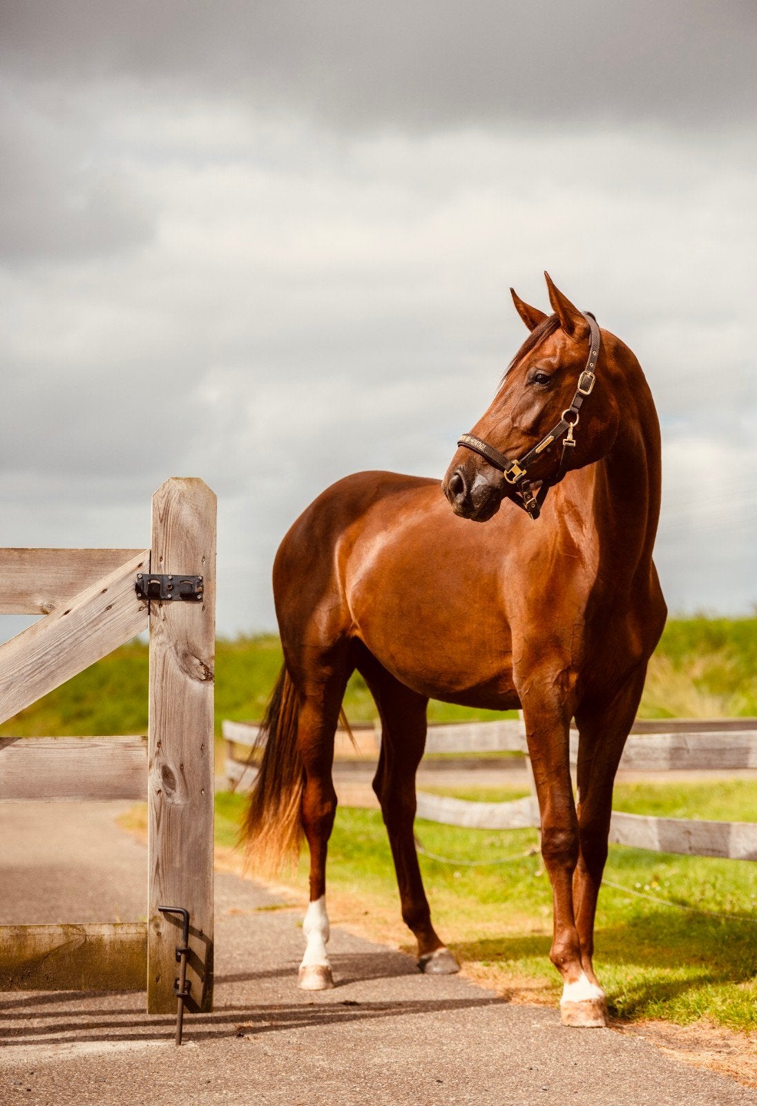 2 jarige kwpn merrie, Merrie, Met stamboom, Dressuurpaard, 0 tot 2 jaar