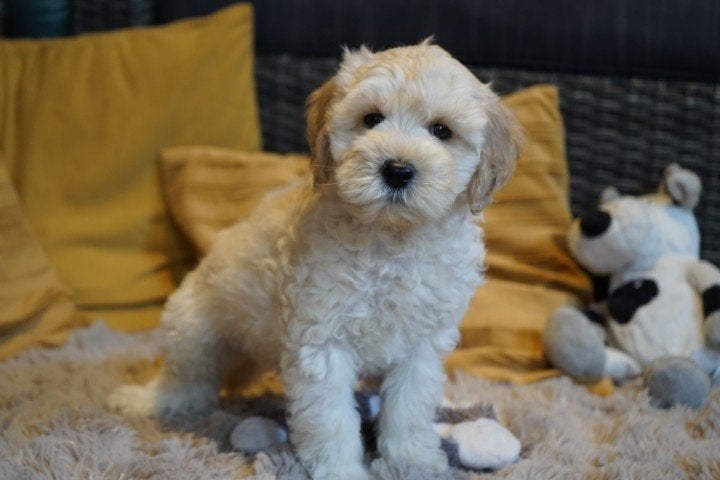 Medium kruising tibetaanse terrier - labradoodle pups., Nederland, Overige rassen, 8 tot 15 weken, CDV (hondenziekte)