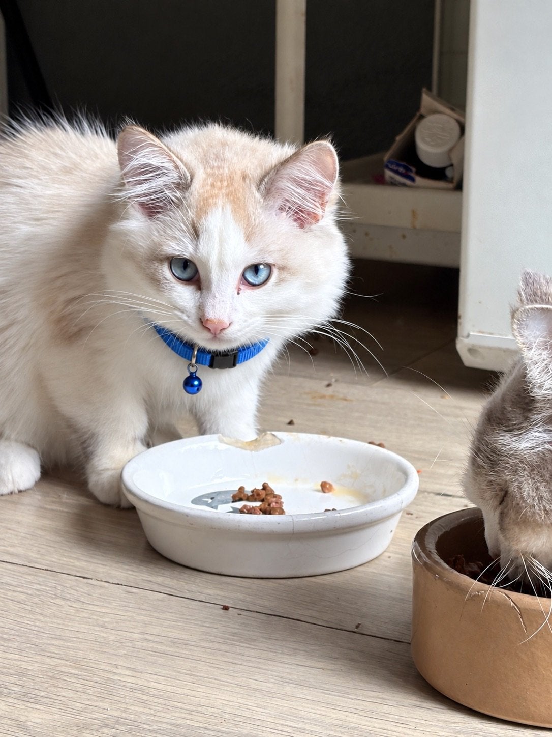 Ragdoll, een mooi klein katje, Kater, Ontwormd, 0 tot 2 jaar