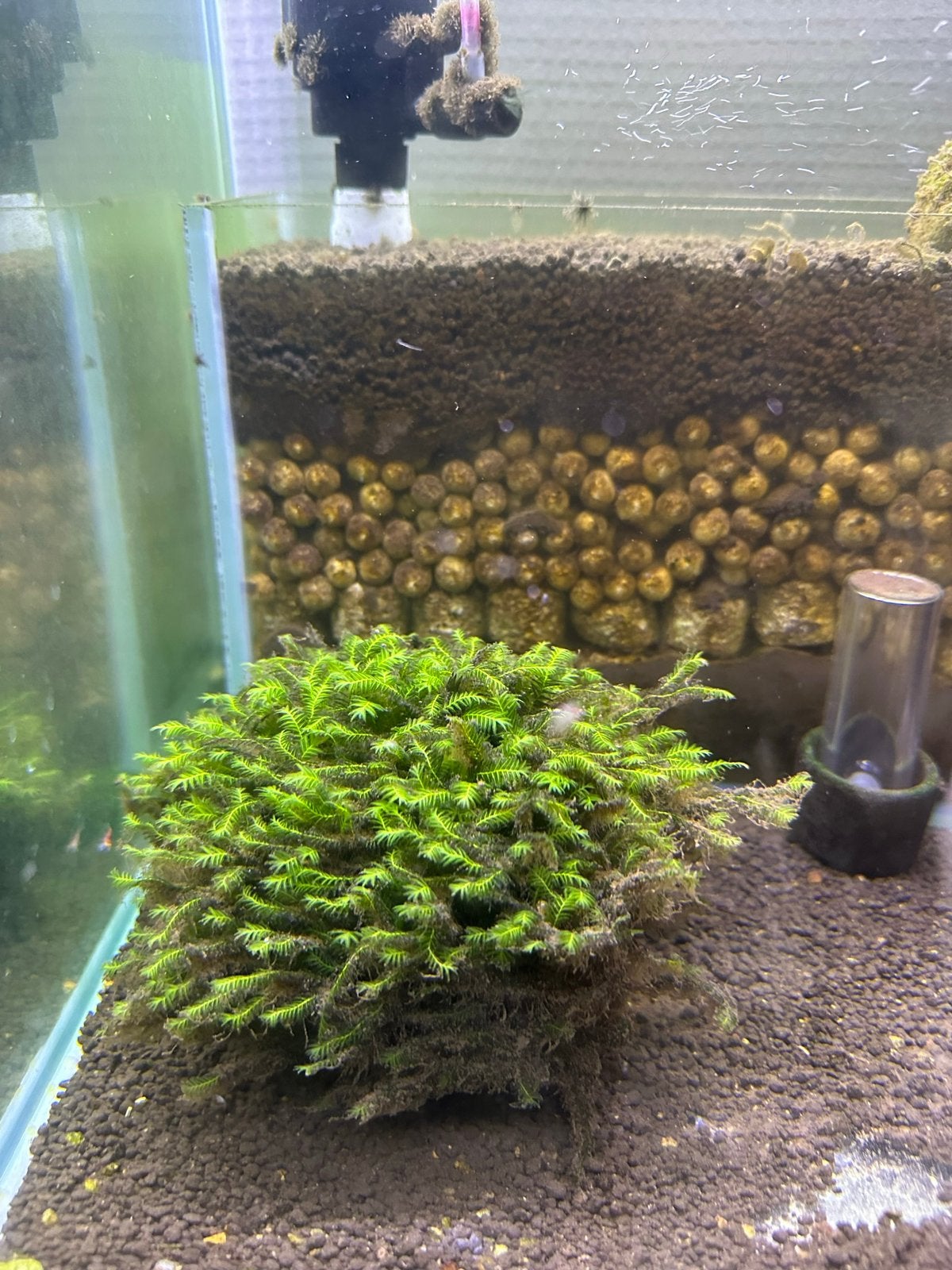 Fissidens, crepido, anubius! Ghost 2011!  Speciale mossen!, Dieren en Toebehoren, Ophalen of Verzenden, Nieuw, Plant(en), Steen of Hout
