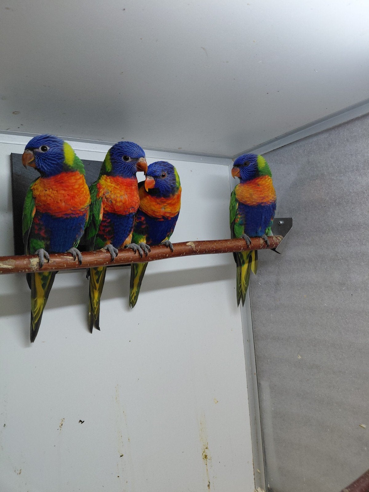 jonge lories van de blauwe bergen, Meerdere dieren, Papegaai, Geringd