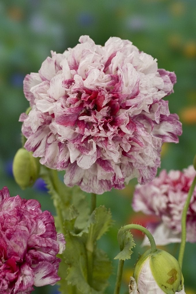 Zaden Papaver Flemish Antique, Ophalen of Verzenden, Volle zon