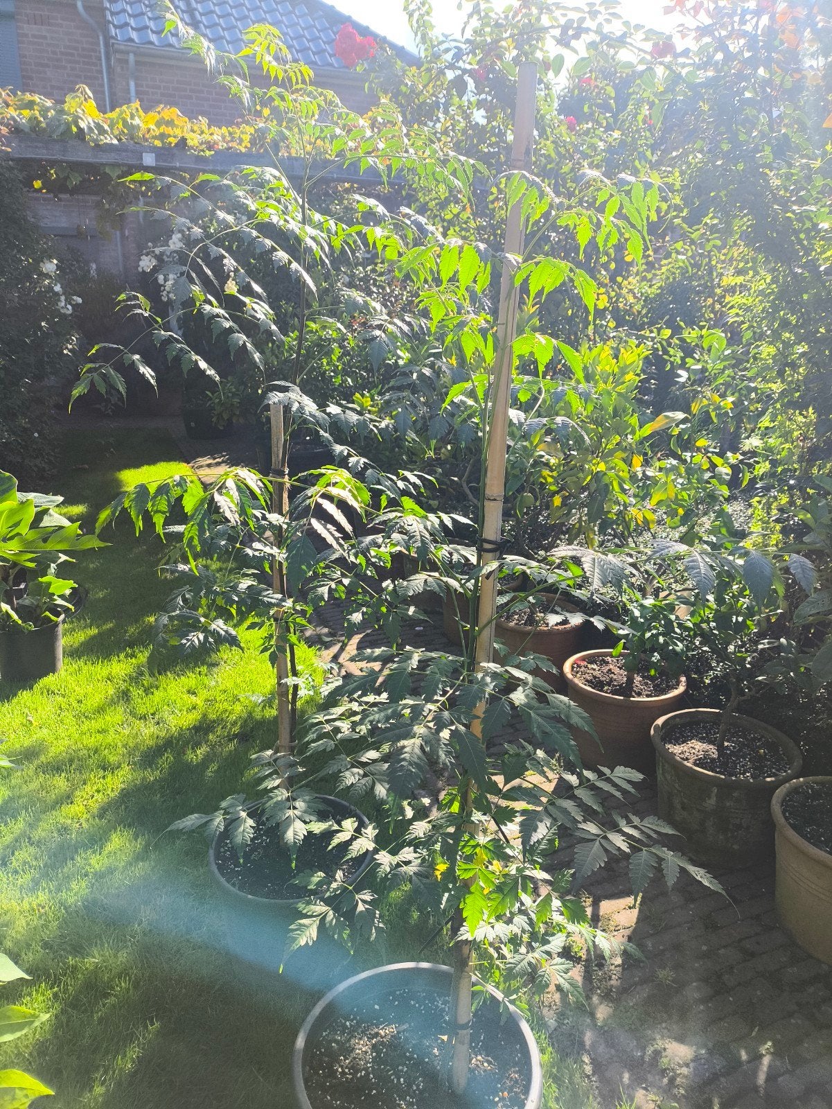 melia azedarach Indische sering, Tuin en Terras, Overige soorten, 100 tot 250 cm, Zomer, Ophalen