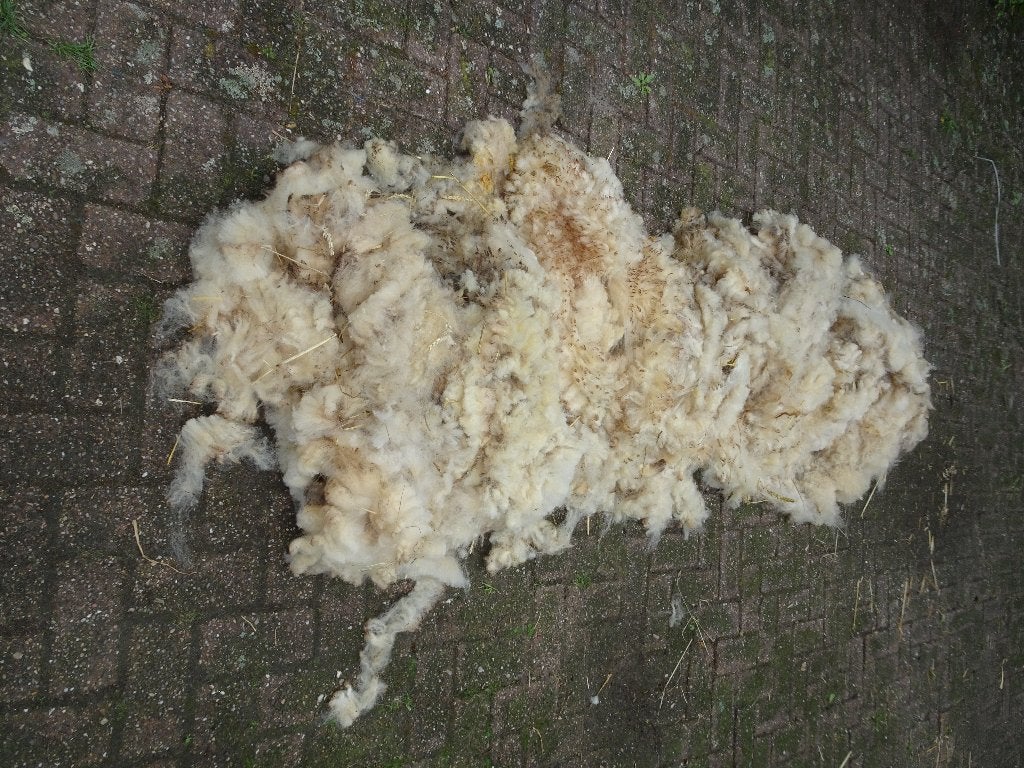 Wol van 2 Hampshire Down Schapen, Dieren en Toebehoren, Schapen, Geiten en Varkens, Vrouwelijk, Schaap