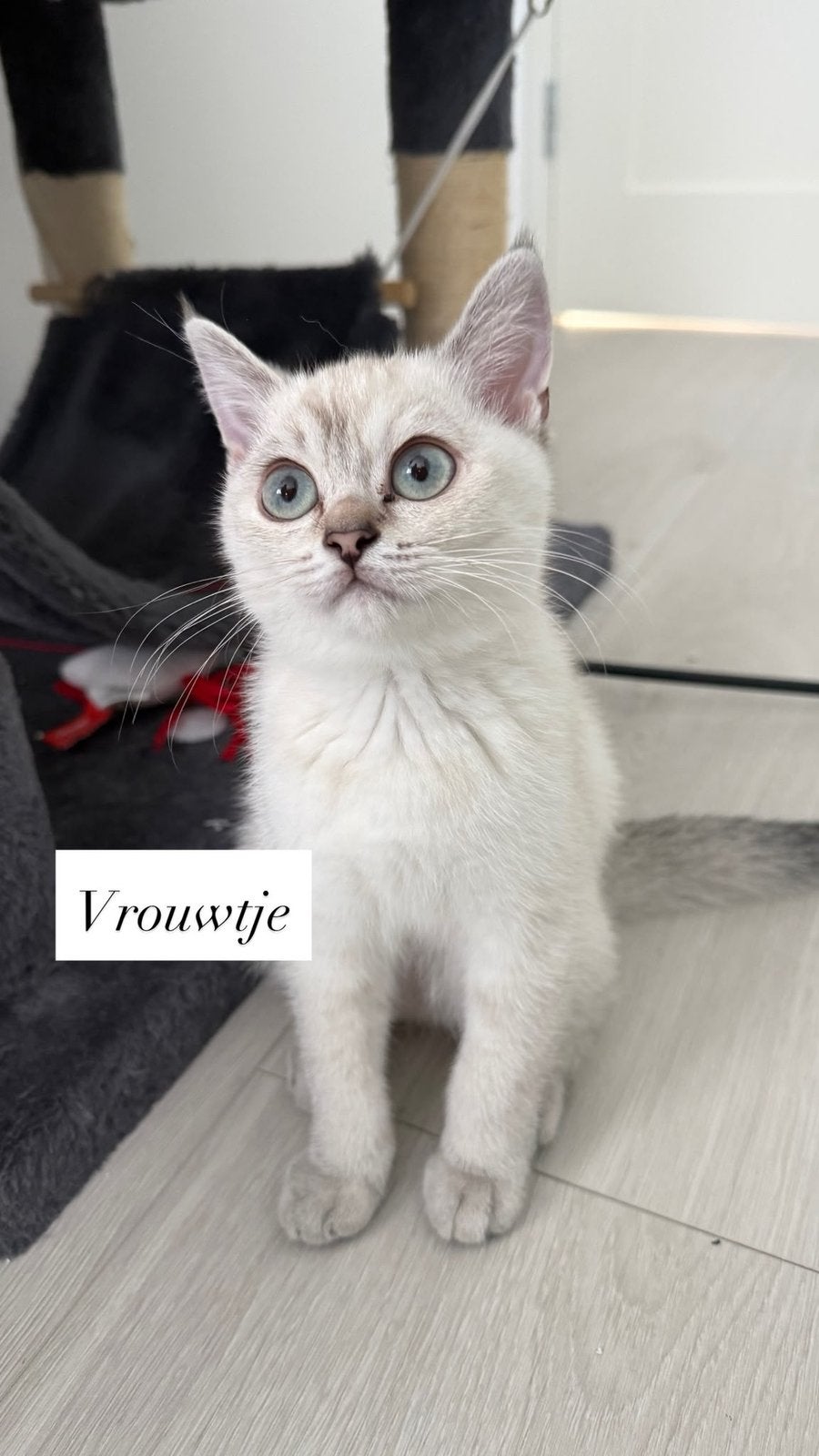 Leuke Britse korthaar kittens, Dieren en Toebehoren, Katten en Kittens | Raskatten | Korthaar, Meerdere dieren, Ontwormd, 0 tot 2 jaar
