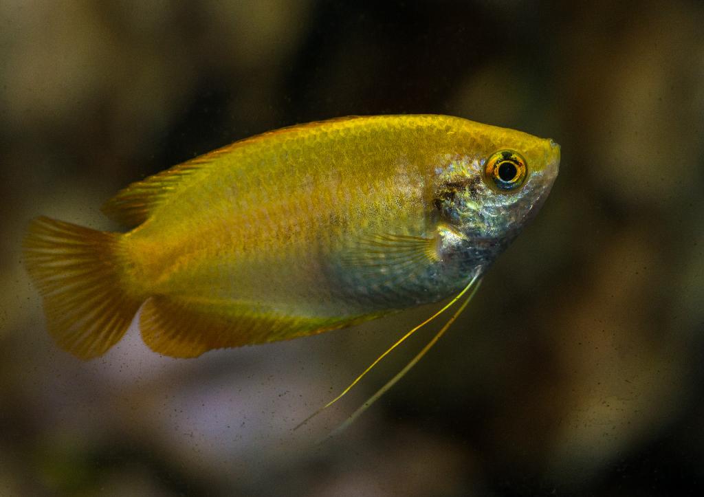 Honinggoerami, Vis, Zoetwatervis