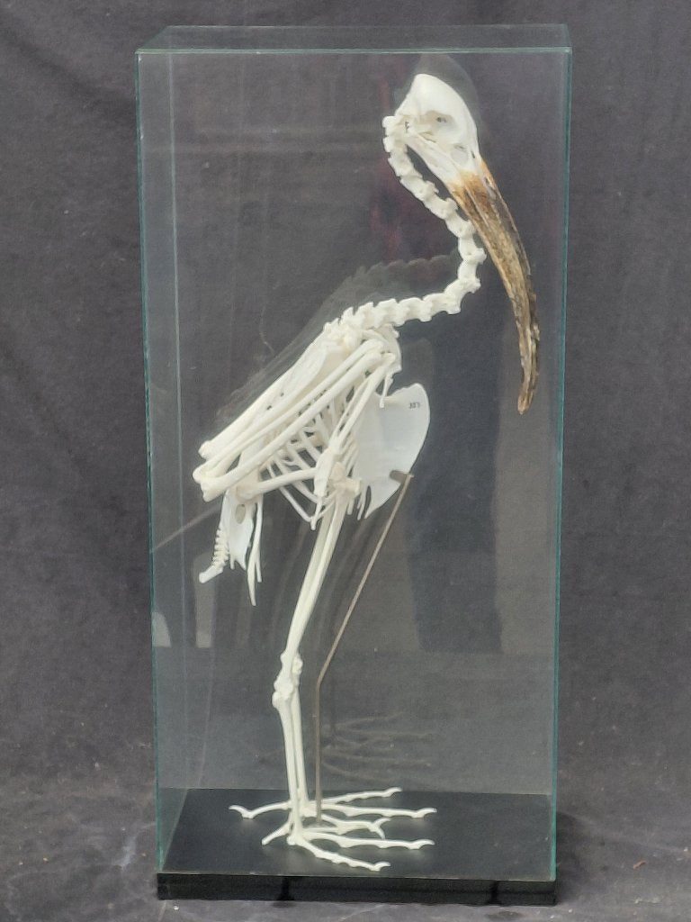 Gemonteerd skelet van een Australische witte Ibis, Verzamelen, Ophalen, Zo goed als nieuw, Vogel, Overige typen