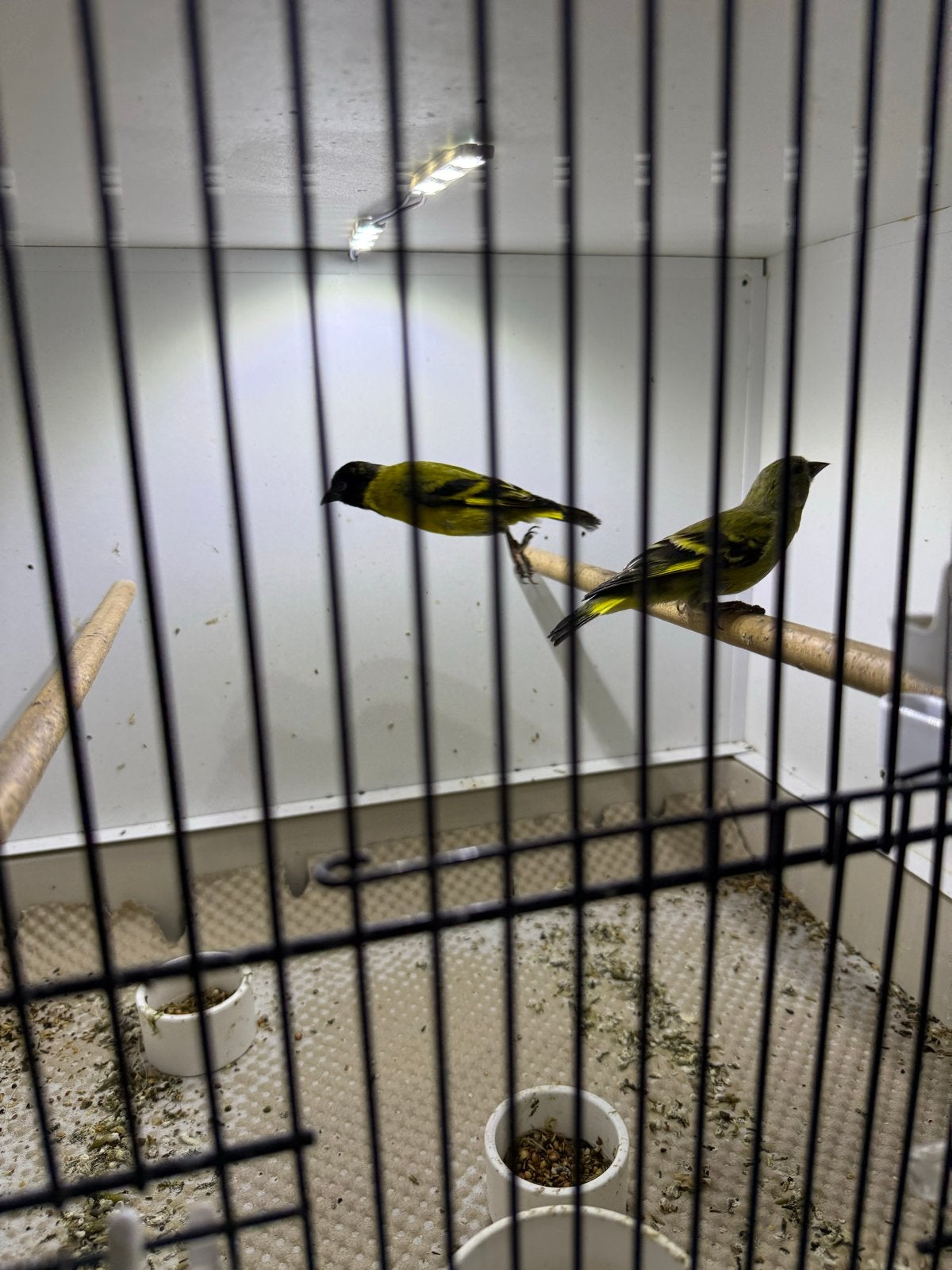 Koppel zwart kop sijsen, Dieren en Toebehoren, Meerdere dieren, Tropenvogel, Geringd