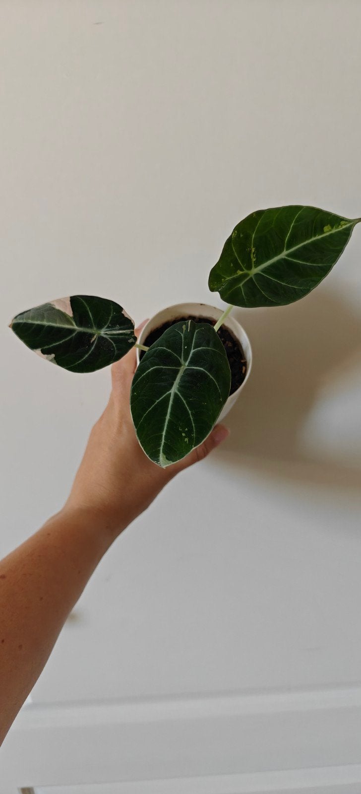 Alocasia Black Velvet Pink, Huis en Inrichting, Ophalen of Verzenden, Halfschaduw, Minder dan 100 cm