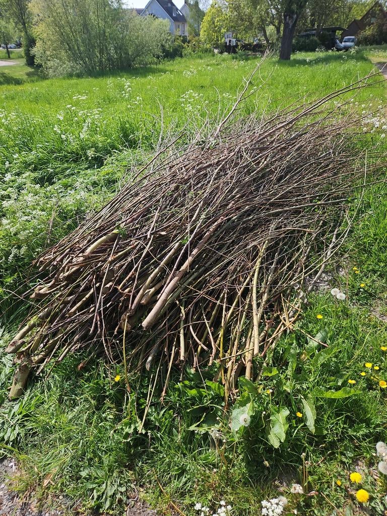 Gratis laatste wilgentakken, 2-3 meter, Ophalen