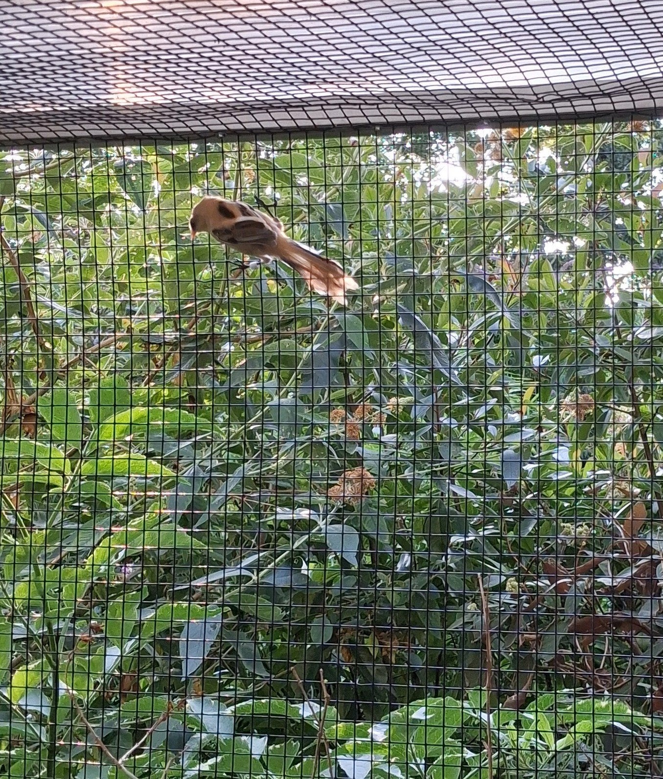 Baardmannetjes 2026., Dieren en Toebehoren, Meerdere dieren, Tropenvogel, Geringd