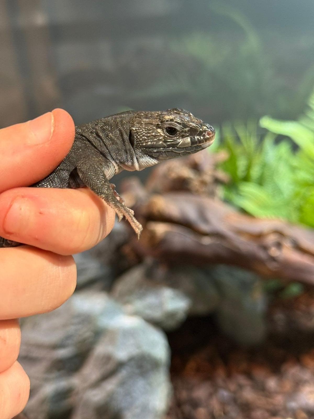 Melanistic Parelhagedissen (Timon Lepidus), Dieren en Toebehoren, Hagedis, 0 tot 2 jaar