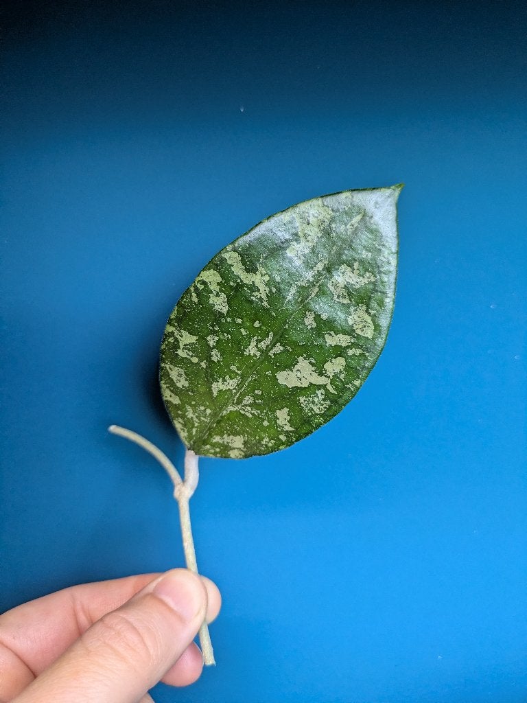 Hoya Vitellina stek, Ophalen of Verzenden, Halfschaduw, Minder dan 100 cm