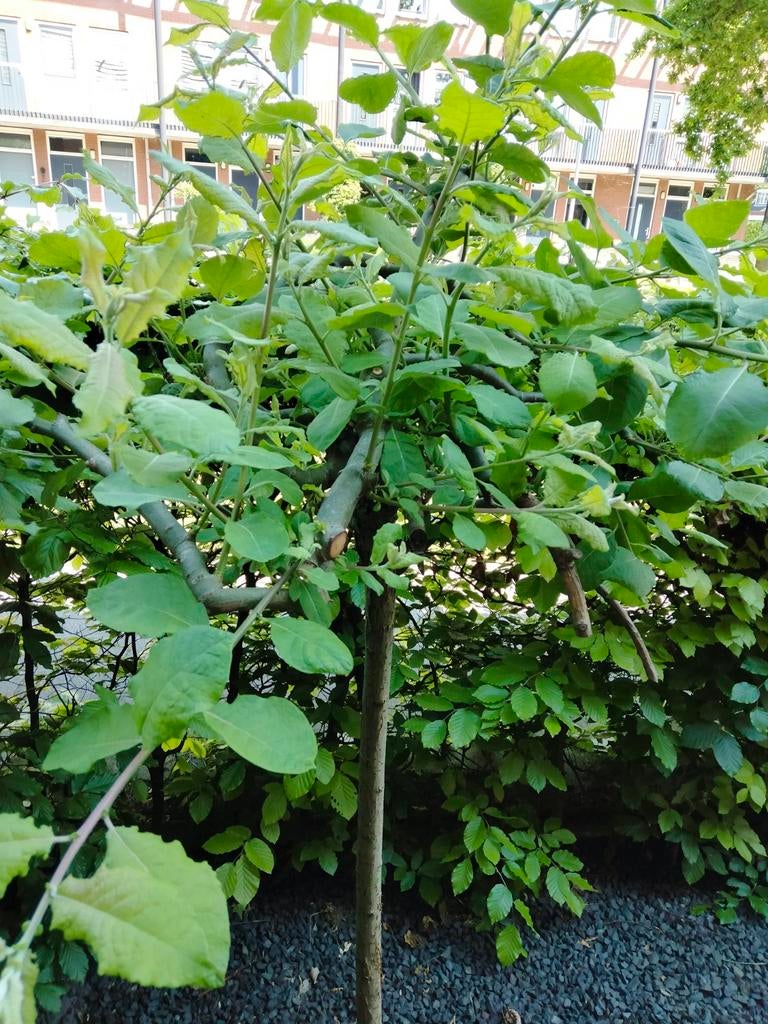 Pendula boswilg, klein boompje, Ophalen, Overige soorten, 100 tot 250 cm