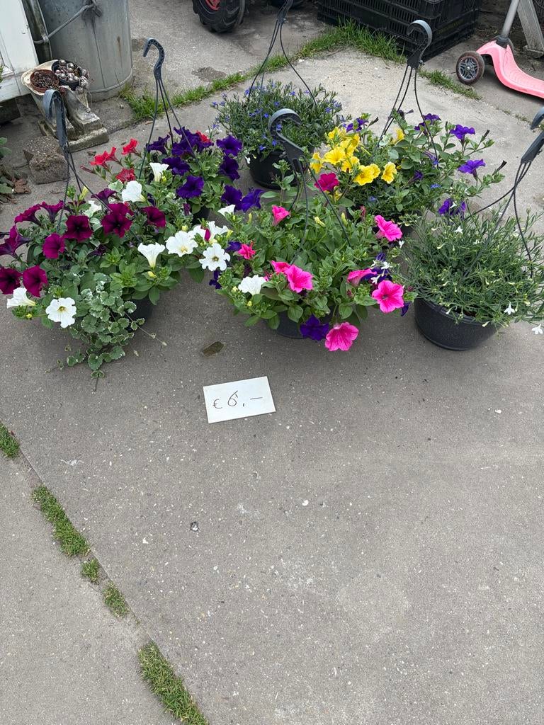 Mooie hangpotten met diverse bloemen, Tuin en Terras, Ophalen, Kunststof, Rond, Nieuw