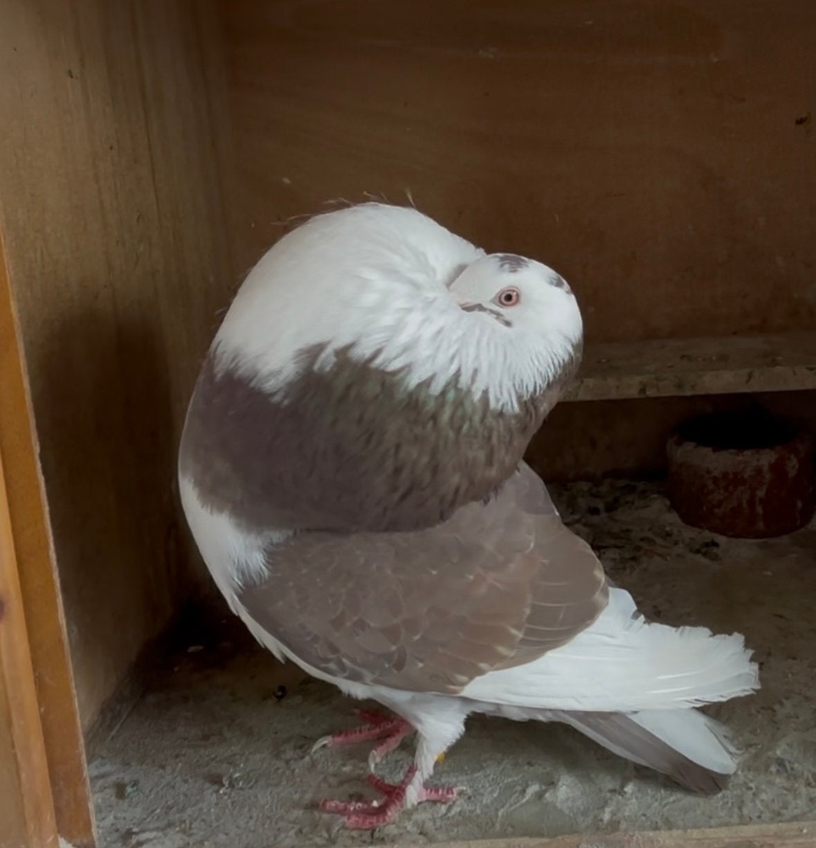 Staande  olibont duif, Dieren en Toebehoren, Vogels | Duiven, Vrouwelijk, Kropper