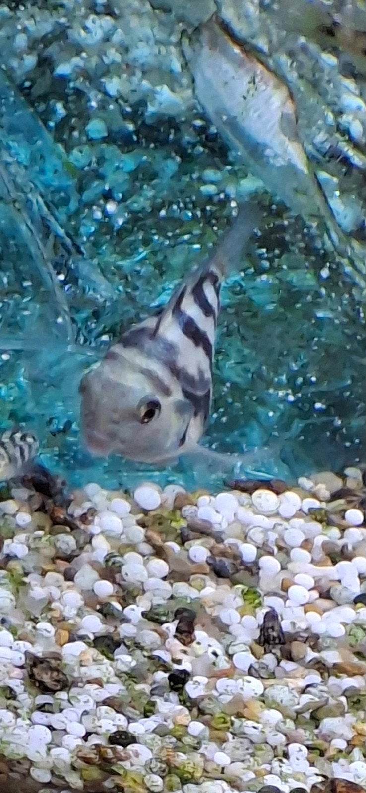 parrots tijger blue a 2 euro per stuk, Vis