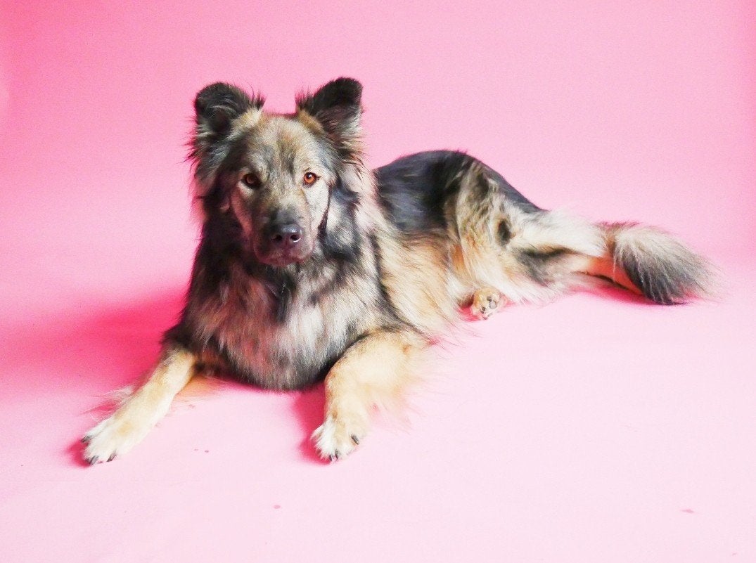 Onze lieve Shadow (20-2-2019), 6 jaar of ouder, Particulier, Reu, Buitenland