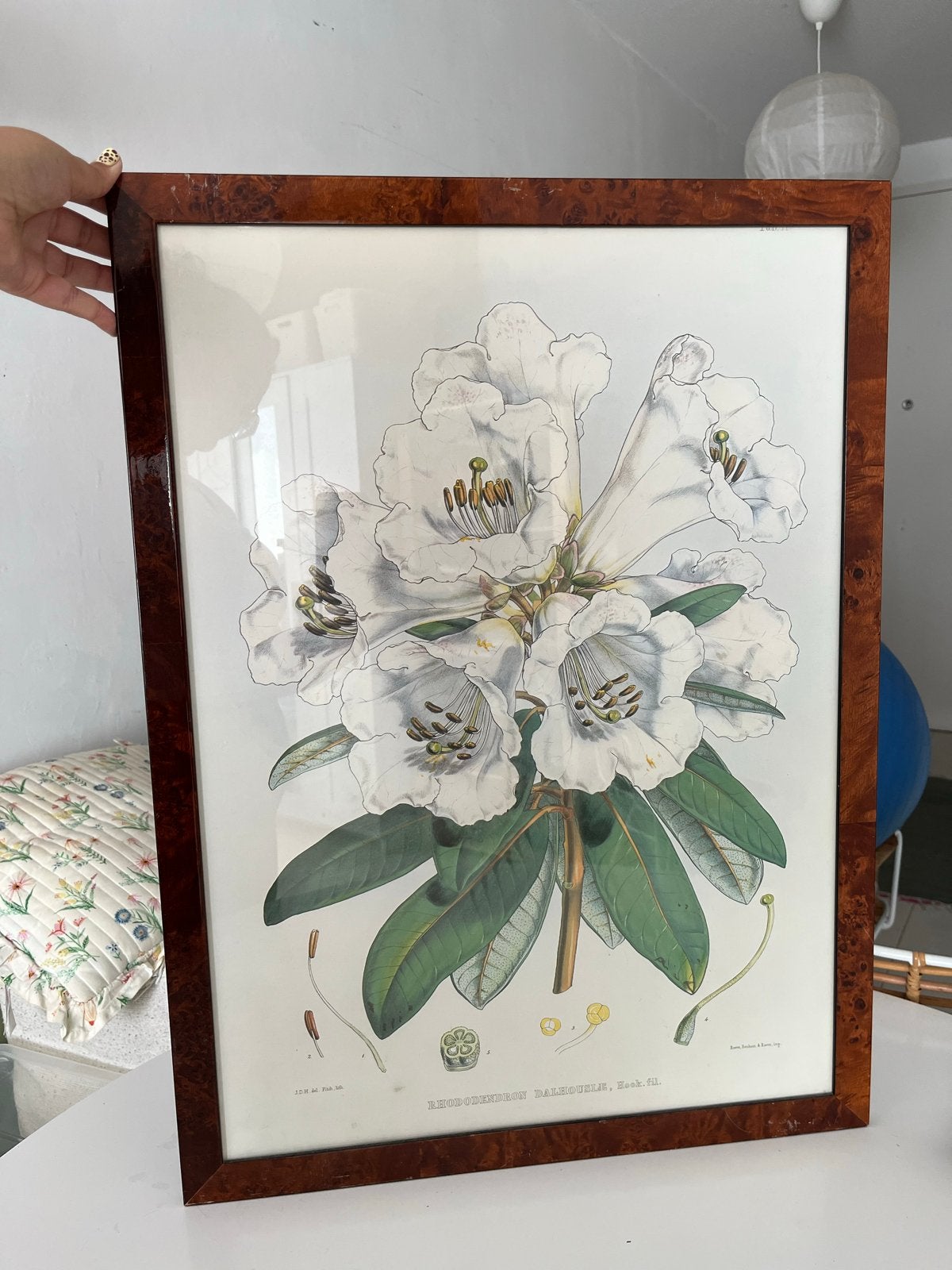 Vintage ingelijste botanische print - Rhododendron, Ophalen, Print, Print/reproductie, Ingelijst