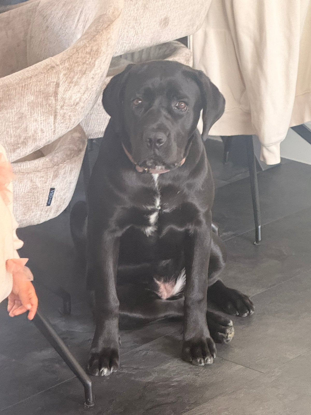 Cane corso, Dieren en Toebehoren, 15 weken tot 1 jaar, Overige rassen, Teef, Eén hond