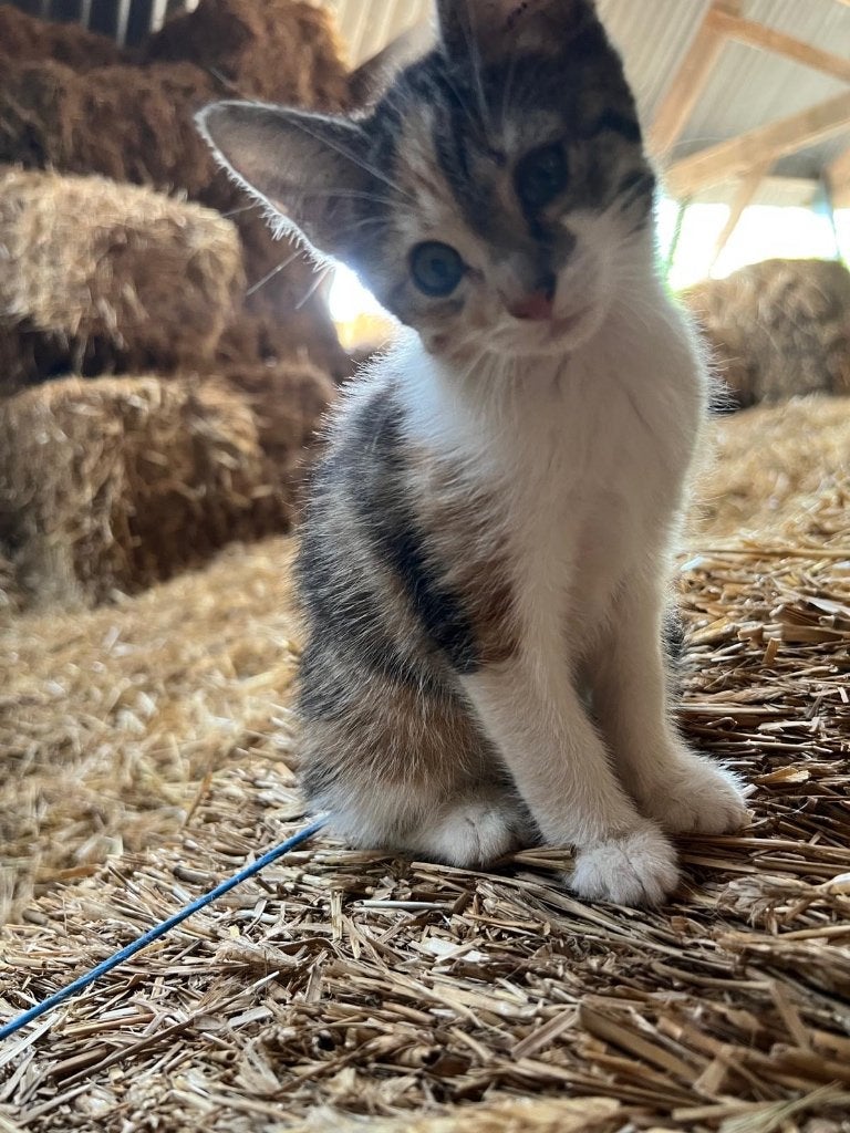 Erg lieve poesjes, 10wk oud, ontwormd en ontvlooid, Dieren en Toebehoren, Katten en Kittens | Overige Katten, Poes, Kortharig