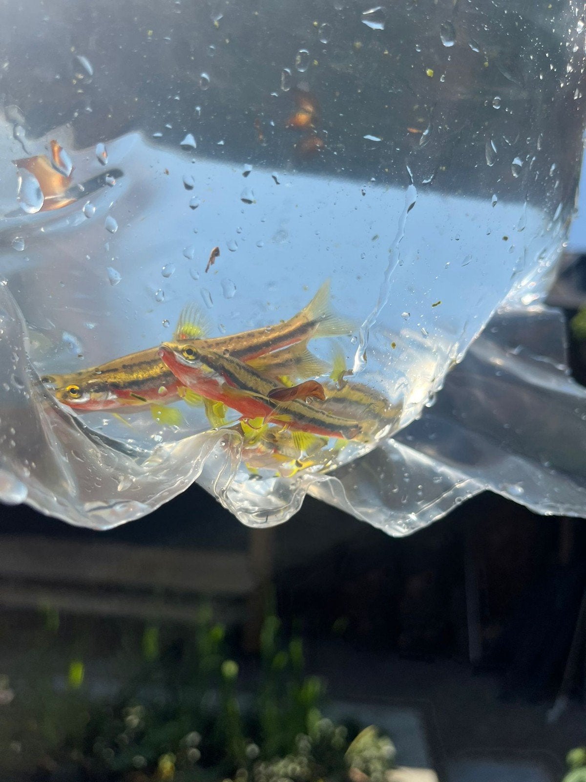 Roodbuik elrits, Dieren en Toebehoren, Vis, Zoetwatervis, Schoolvis