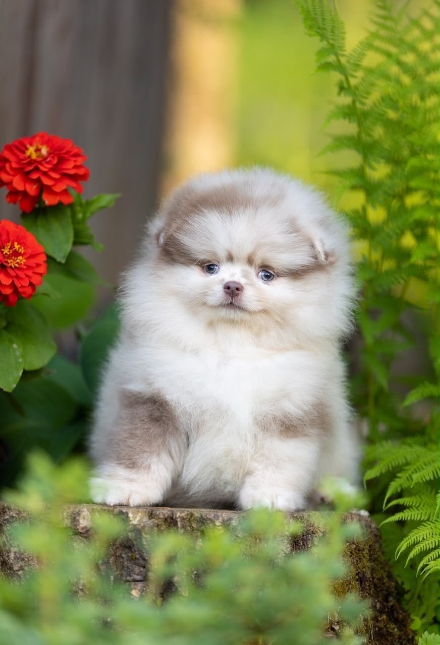 Bearface pomeriaan pup, Particulier, Keeshond, 8 tot 15 weken, Buitenland